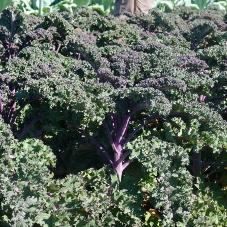 بذور نبات الكيل القرمزي ( Brassica Oleracea )