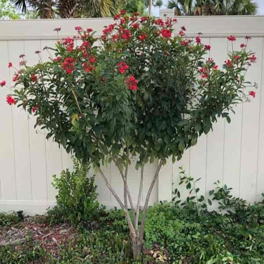 شجرة الجاتروفا Jatropha integerrima