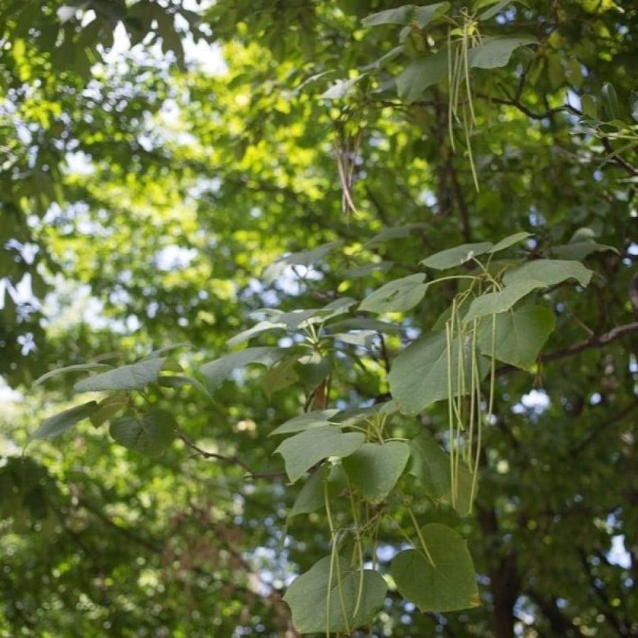 أوراق شجرة الكاتالبا الصفراء Catalpa ovata