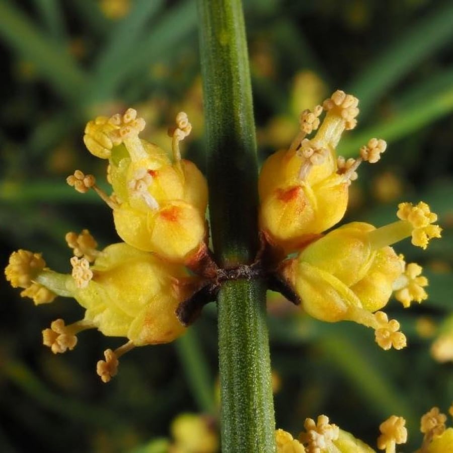 بذور عشبة العلندى - العدام الأصفر ( Ephedra transitoria )
