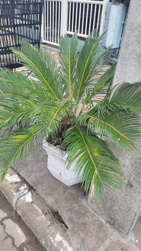 بذور نخيل سيكاس ( Cycas revoluta )