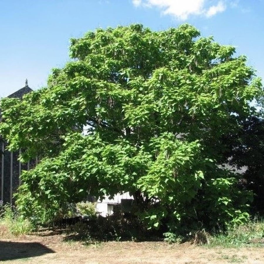 قرون البذور كاتالبا صفراء Catalpa ovata