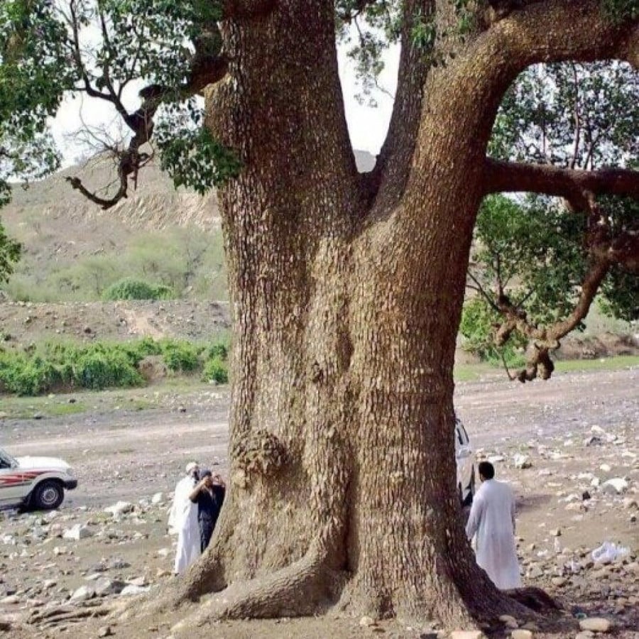 زراعة شجرة اللبخ العملاق