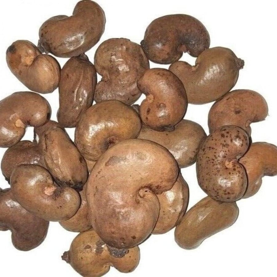 بذور شجرة الكاجو Anacardium occidentale