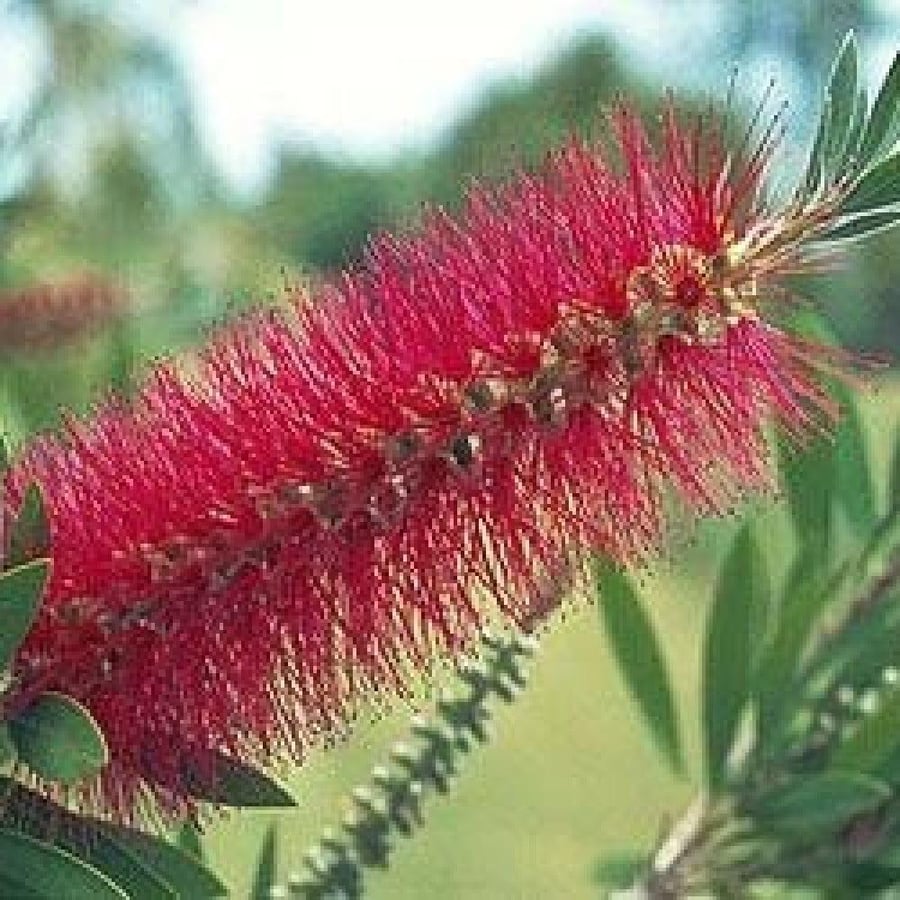 بذور فرشاة الزجاج