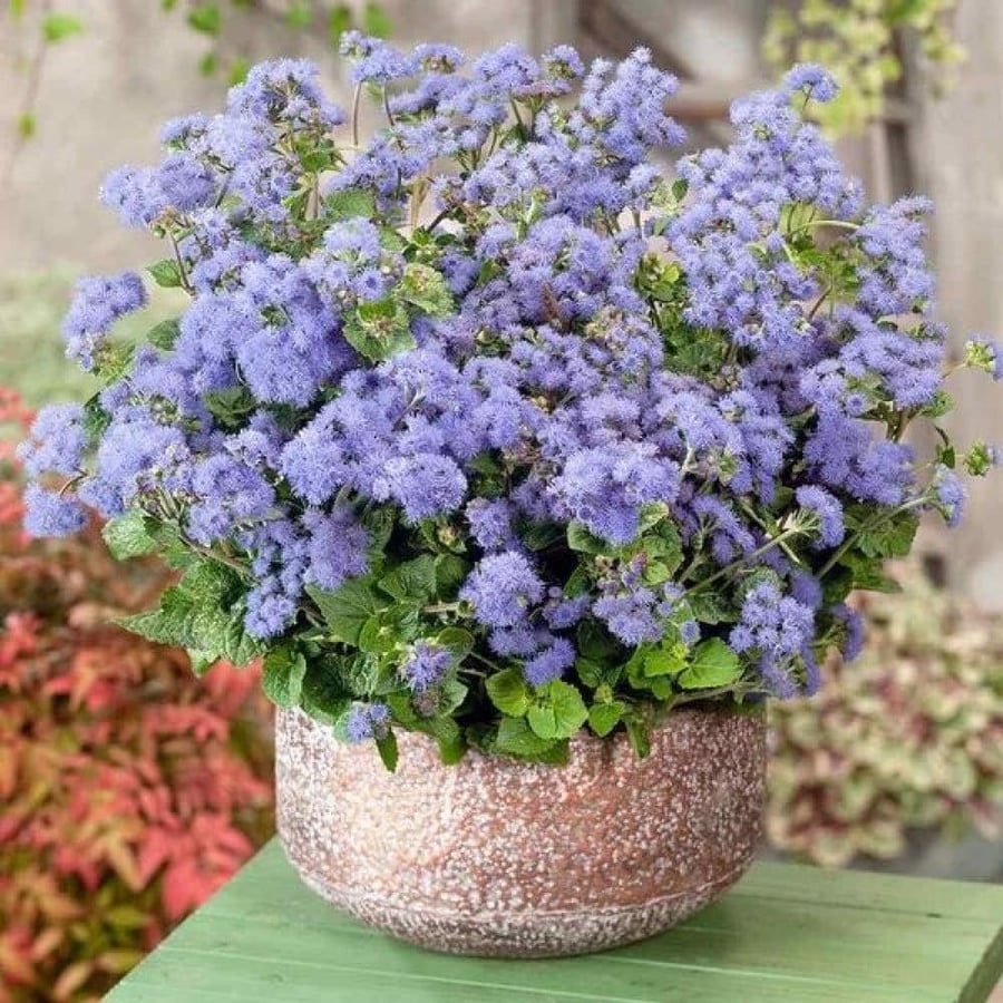 بذور زهرة الخيط ( Ageratum mexicanum )