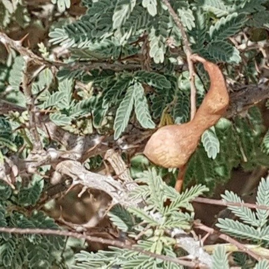 شجيرات الغاف البلدي الاحمر