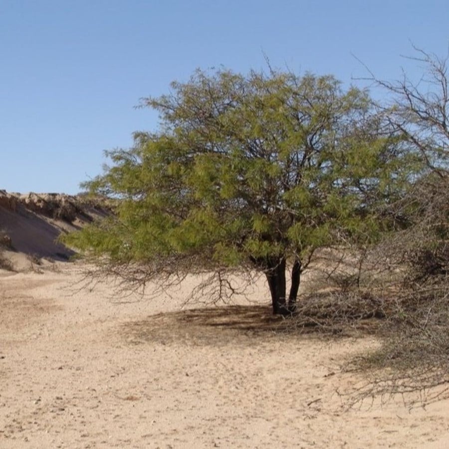 شجرة الالاه الحراز السنط الابيض