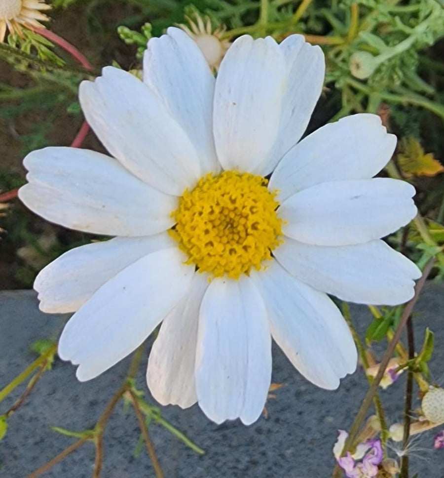 بذور القحويان - الاقحوان البري ( Anthemis deserti )