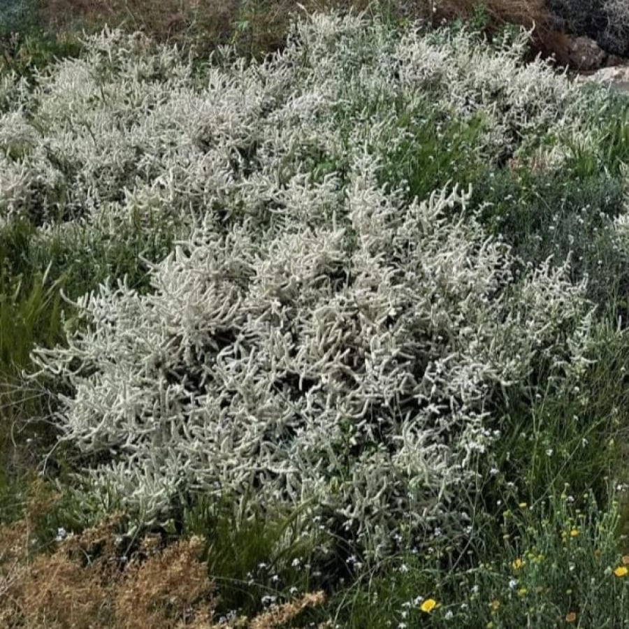 بذور شجيرة الطرف الراء Aerva javanica