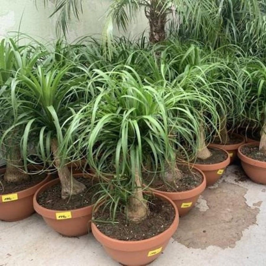بذور نبات النولينيا - رجل الفيل (  Beaucarnea recurvata)