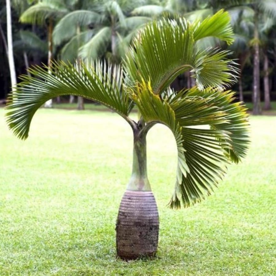 بذور نخيل الزجاجة Hyophorbe lagenicaulis
