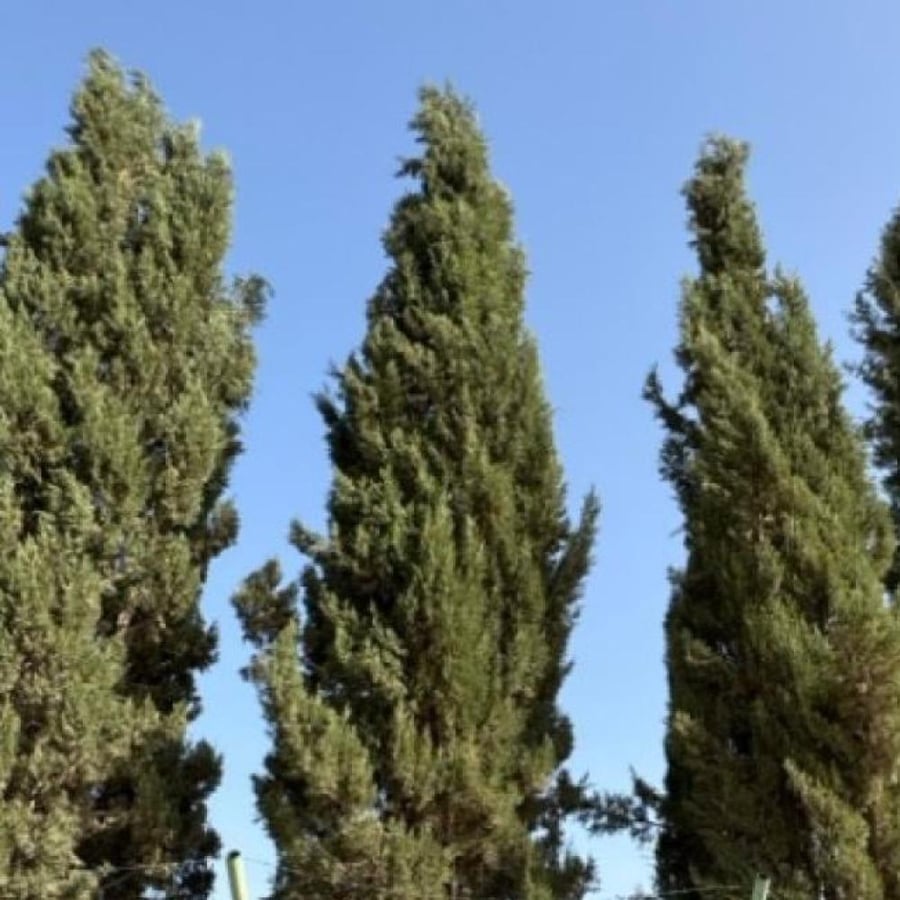 بذور السرو البلدي ( Cupressus )