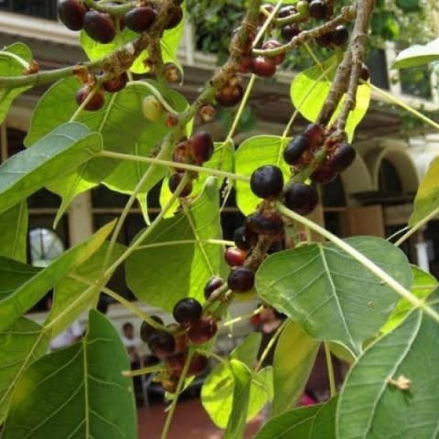 بذور فيكس لسان العصفور ( Ficus religiosa )