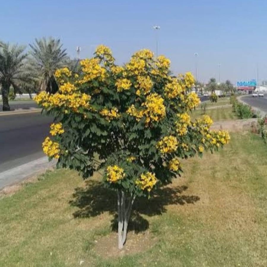 شجيرة كاسيا جلوكا