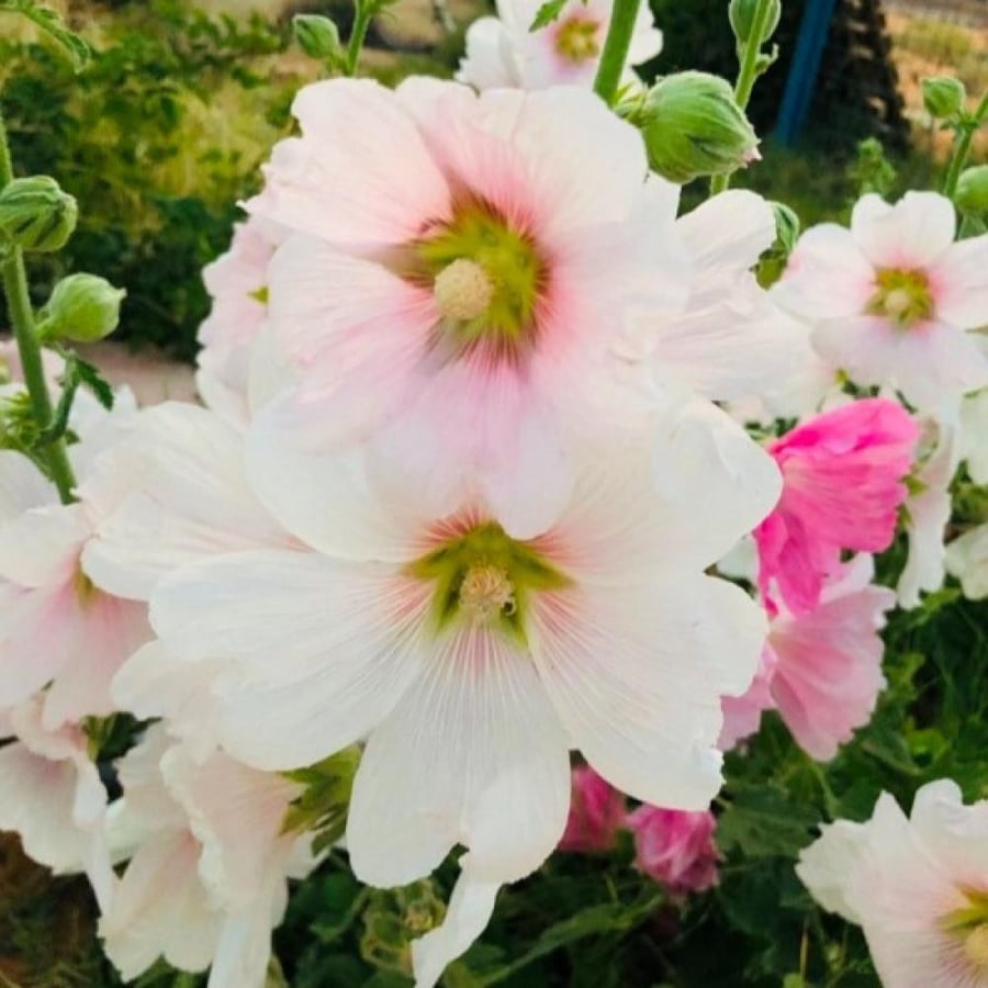 بذور زهور الختمية الملونة ( Althaea )