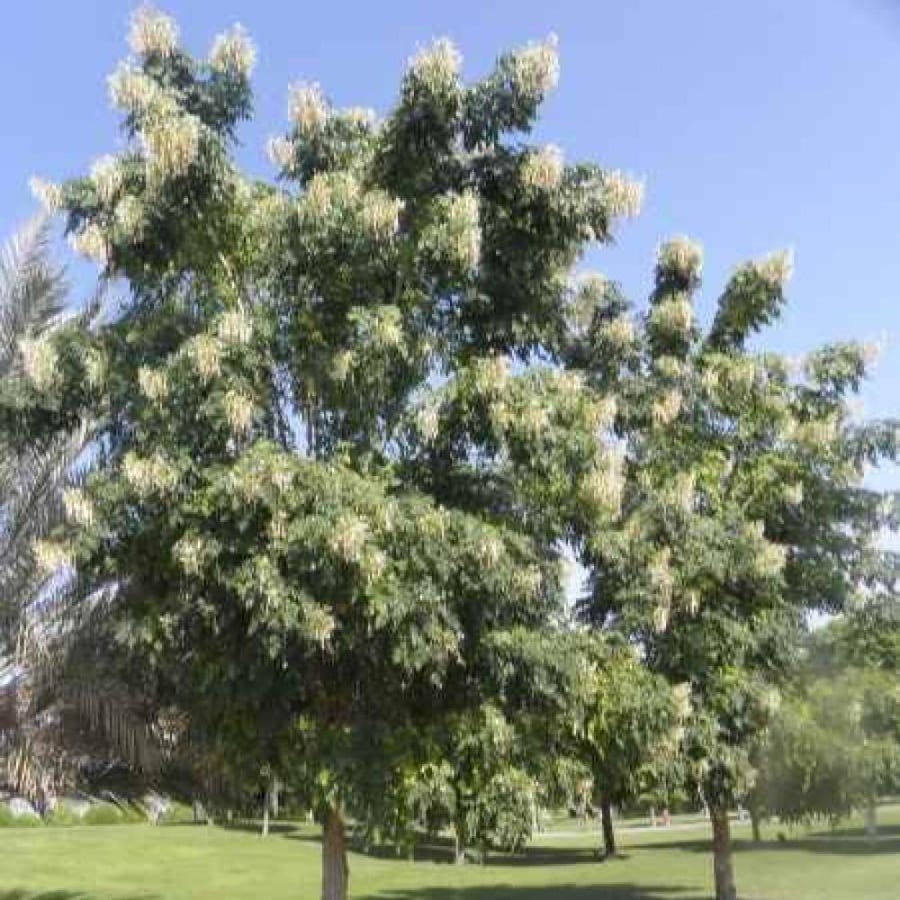 بذور شجرة ملنجتونيا العطرية ( Millingtonia Hortensis )