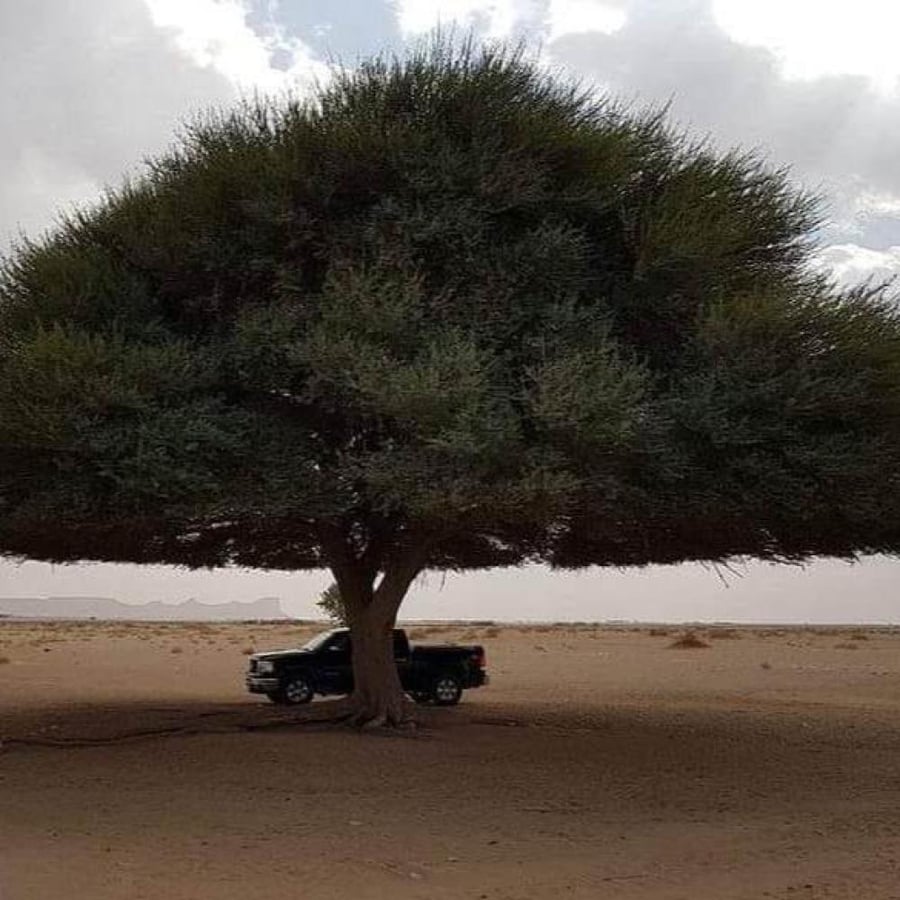 بذور الطلح العراقي ( Acacia gerrardii var.iraquensis )