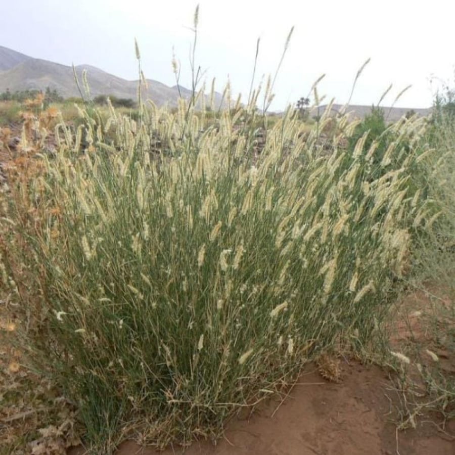 طريقة زراعة عشبة الثيموم