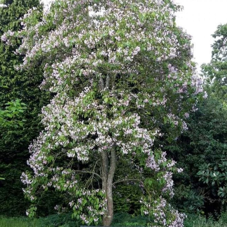 بذور شجرة الكاتالبا الوردية ( Catalpa Bungei )