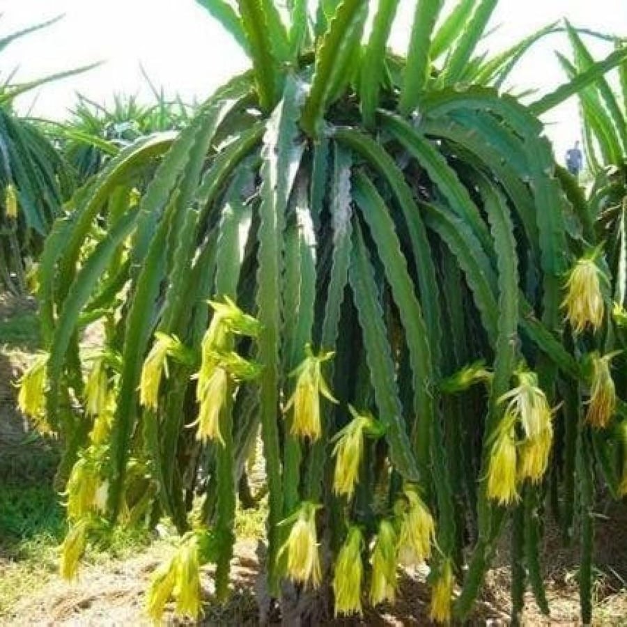 بذور فاكهة التنين - دراجون أصفر ( Selenicereus undatus )