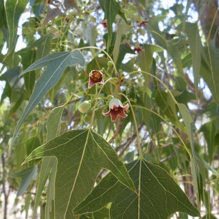 بذور استركوليا مخمسة ( Brachychiton populneus )