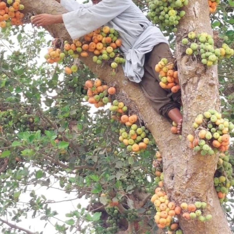 بذور شجرة الجميز ( Ficus sycomorus )
