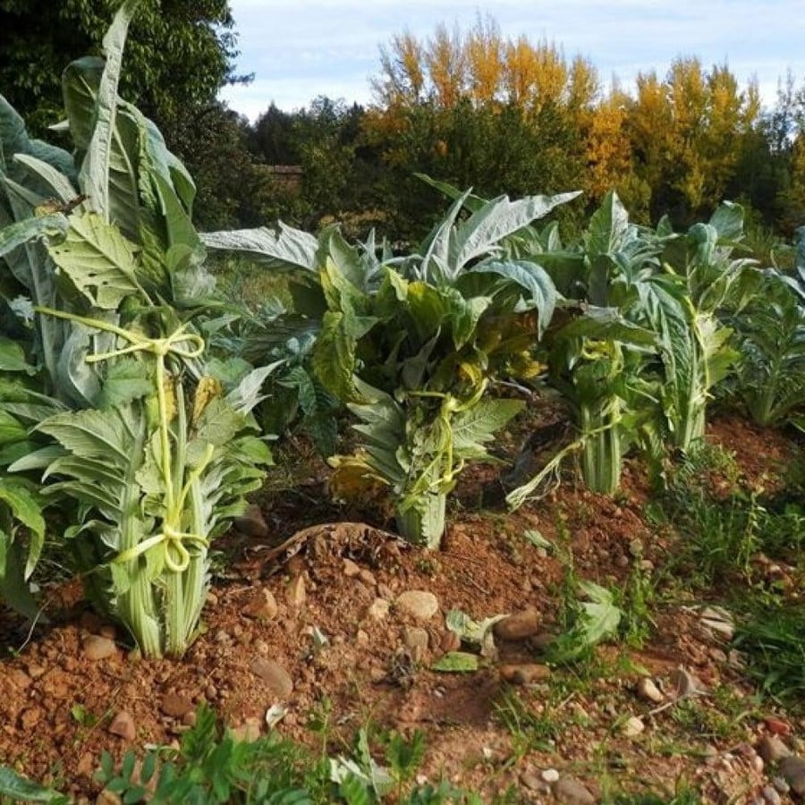 بذور الخرشوف الشوكي ( cynara cardunculus )