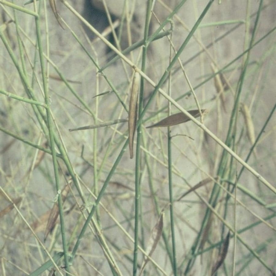 بذور المرخ ( Leptadenia pyrotechnica )