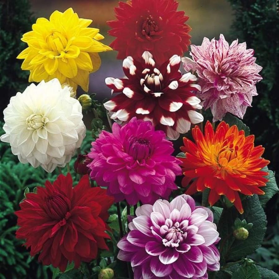 بذور زهور داليا ( Dahlia decorative )