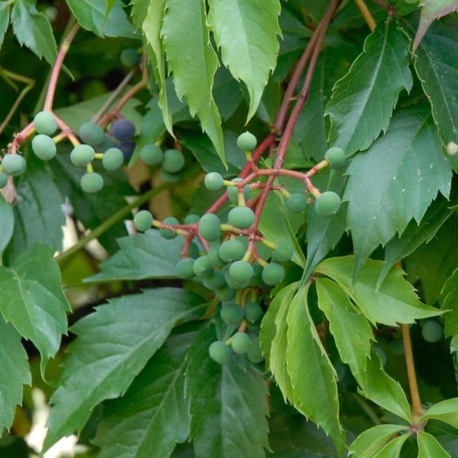 بذور متسلقة فرجينيا - الخميسة ( Parthenocissus quinquefolia )