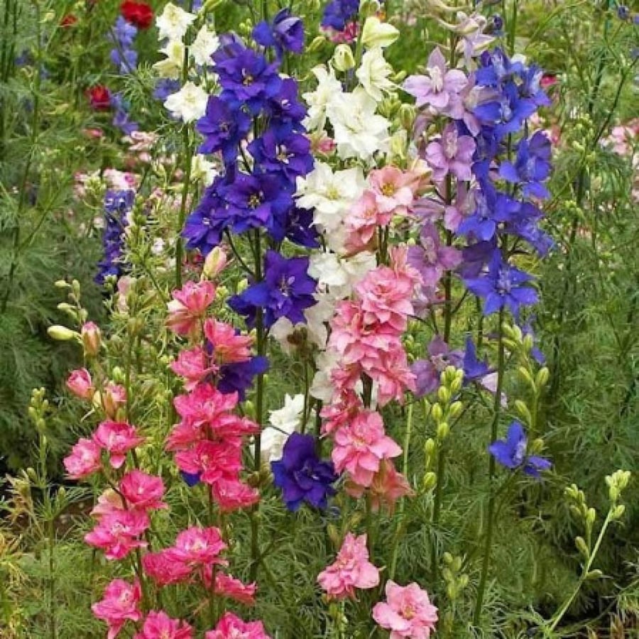 بذور زهرة العايق - دلفنيوم ( Delphinium consolida )