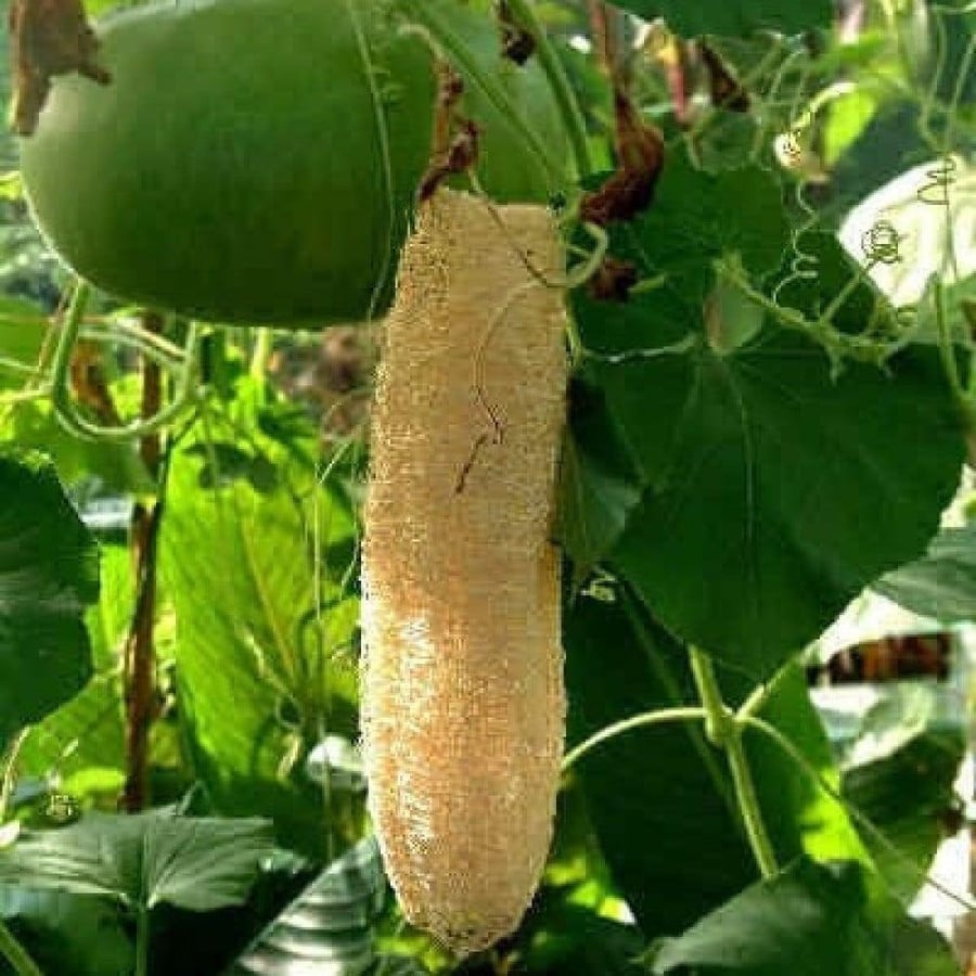 بذور الليف - اللوف ( Luffa )