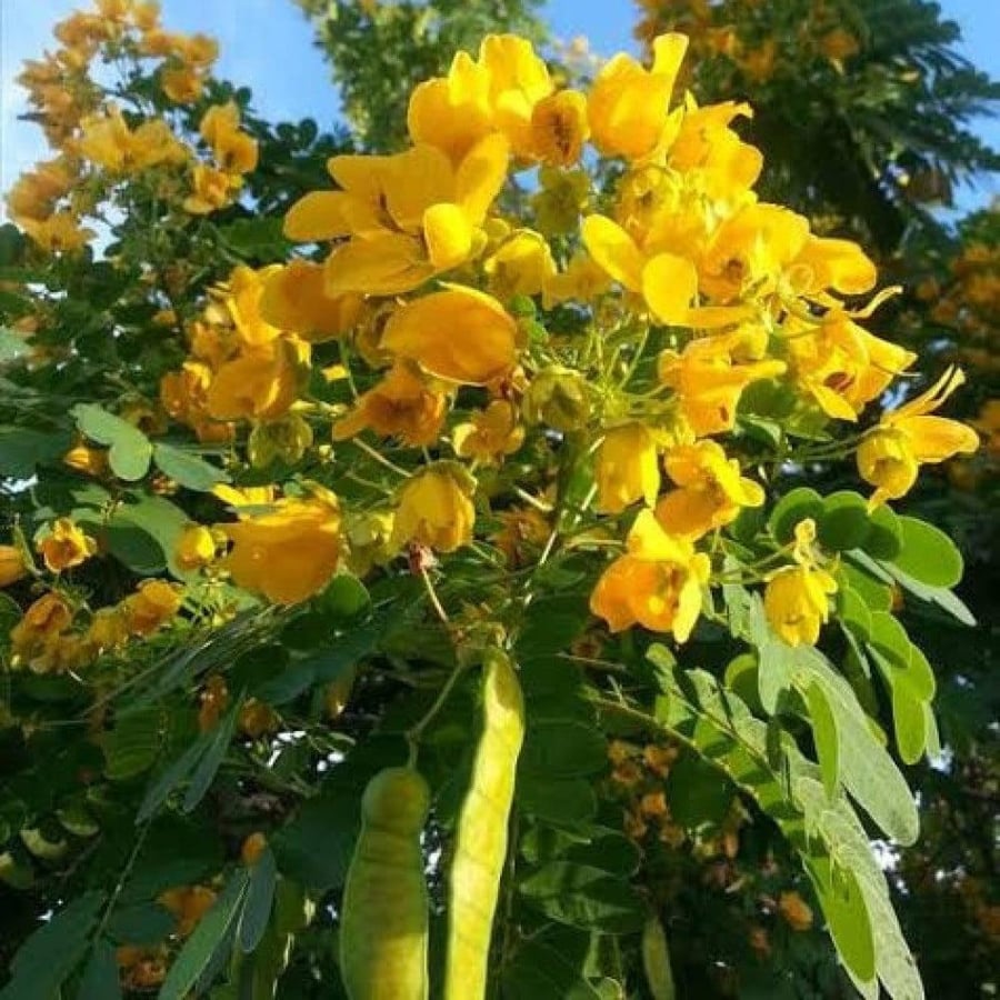 بذور كاسيا جلوكا ( Cassia glauca )