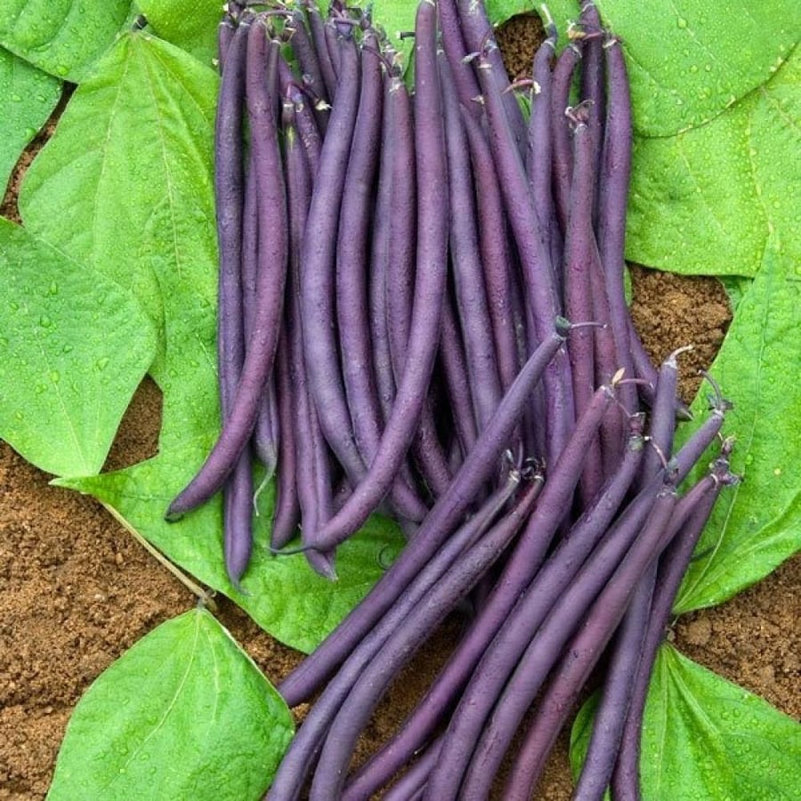 بذور الفاصوليا الارجوانية ( Phaseolus vulgaris )