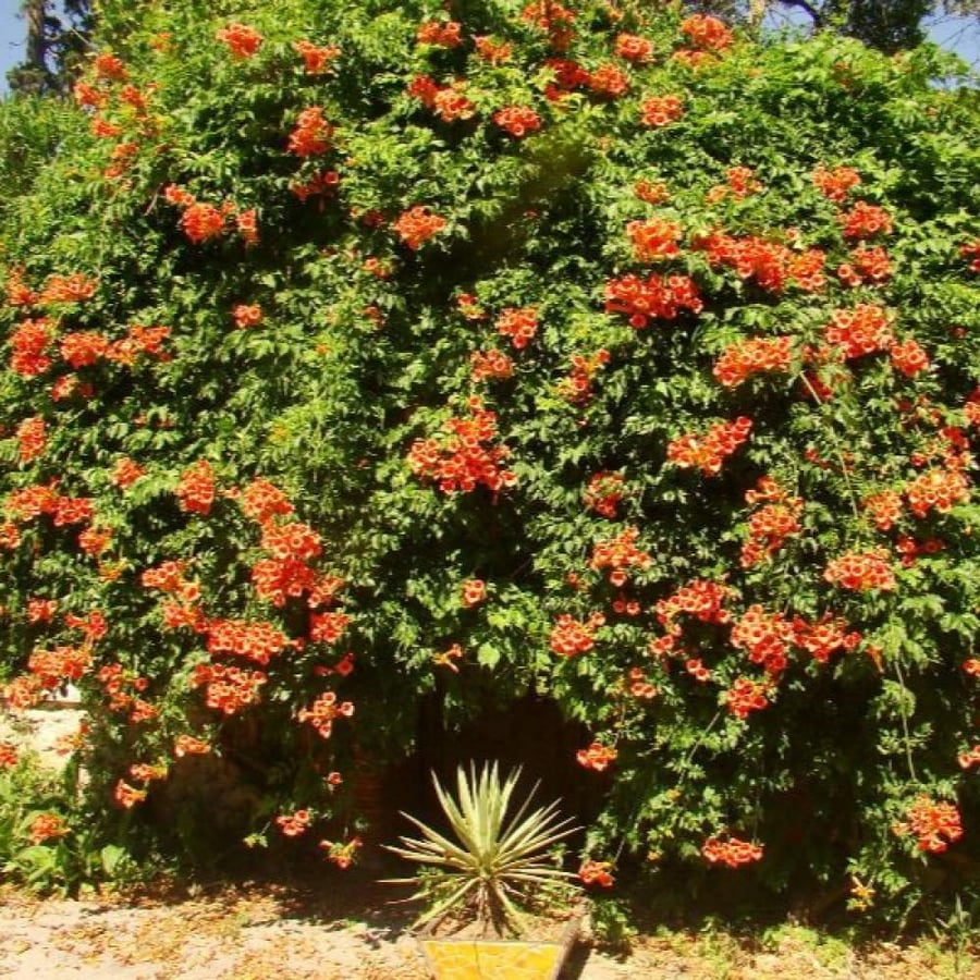 بذور متسلقة البوق ( Campsis radicans )