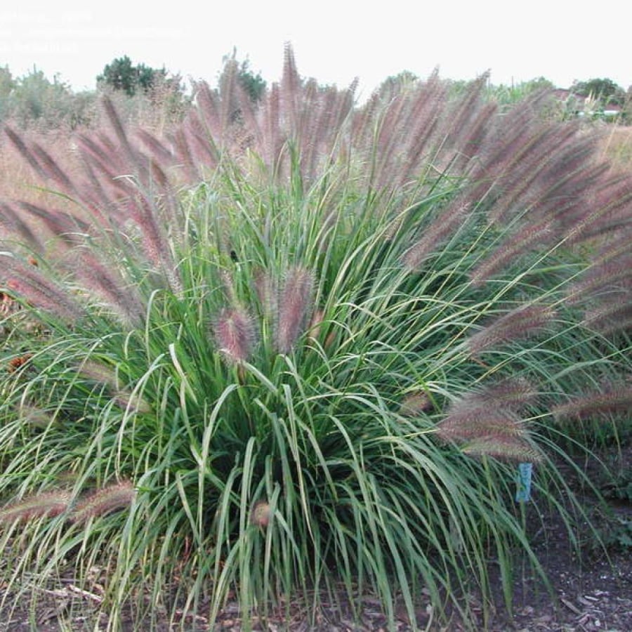 بذور عشبة الحلفاء الخضراء - النافورة ( Pennisetum Setaceum )