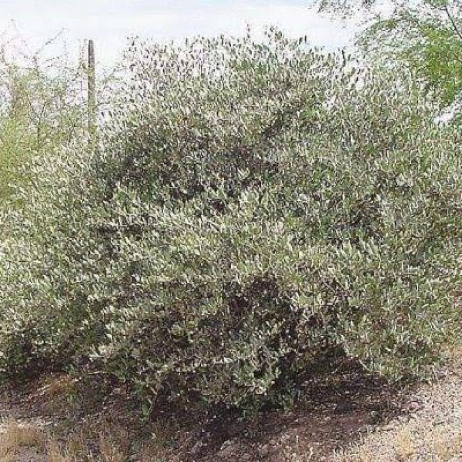 بذور الجوجوبا ( Simmondsia chinensis )