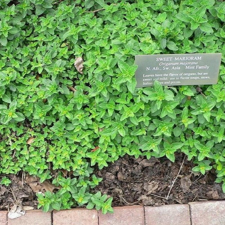 بذور البردقوش الحلو - الوزاب - الدوش ( Origanum majorana )