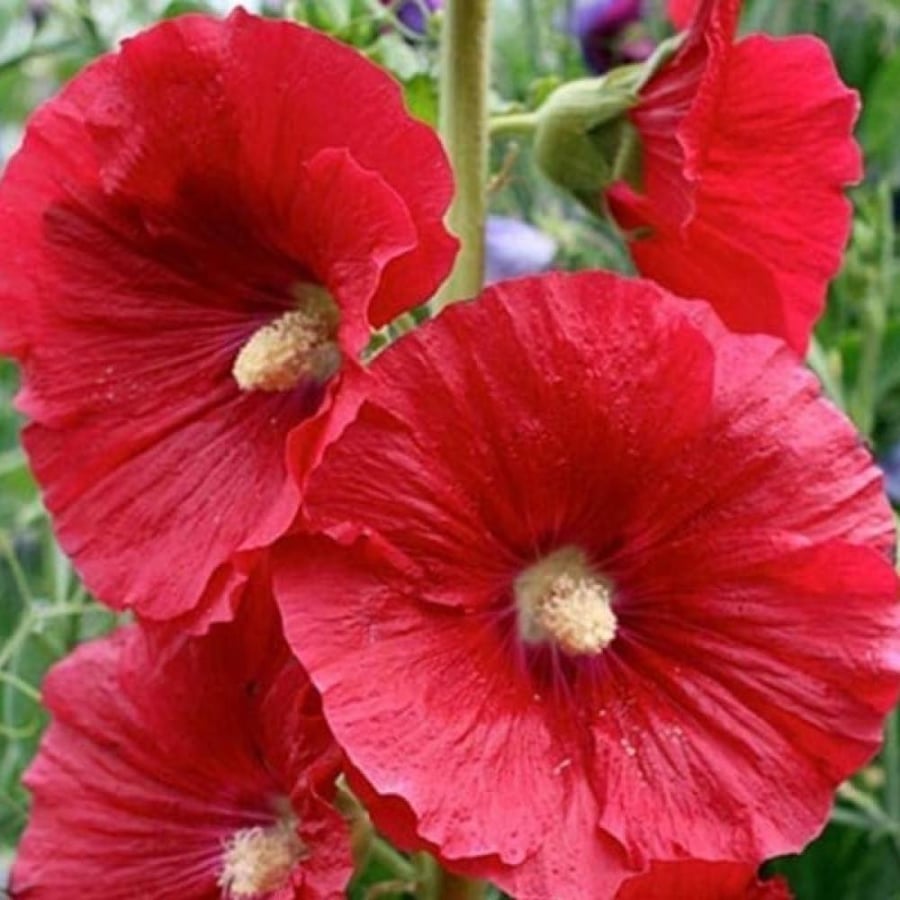 بذور زهرة الختمية الحمراء ( Althaea )