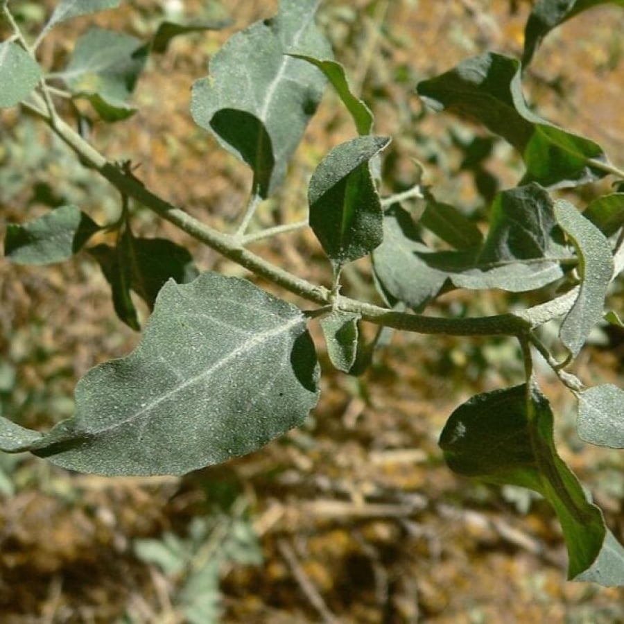 seeds of Atriplex lentiformis