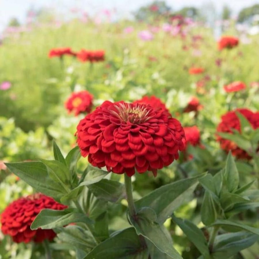 بذور الزينيا الحمراء ( Zinnia elegans )
