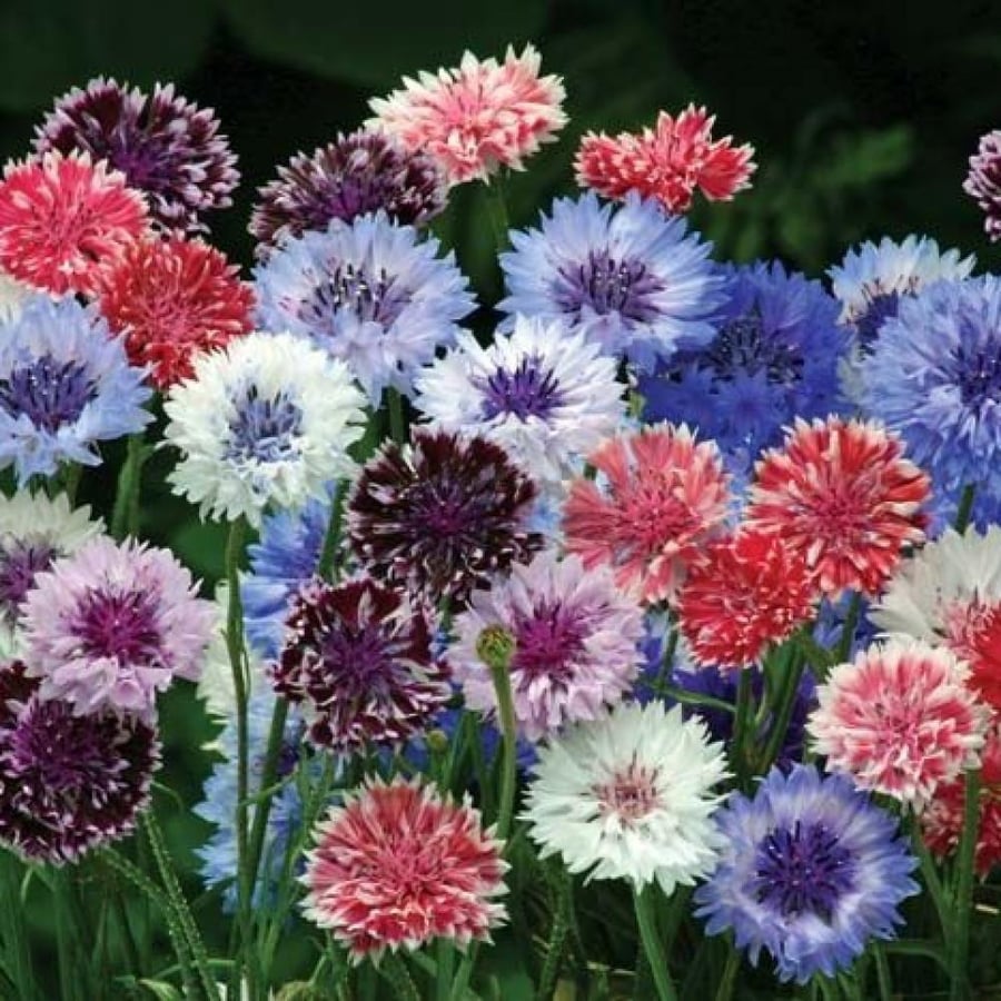 بذور زهرة سينتاوريا - ندى العنبر ( Centaurea cyanus )