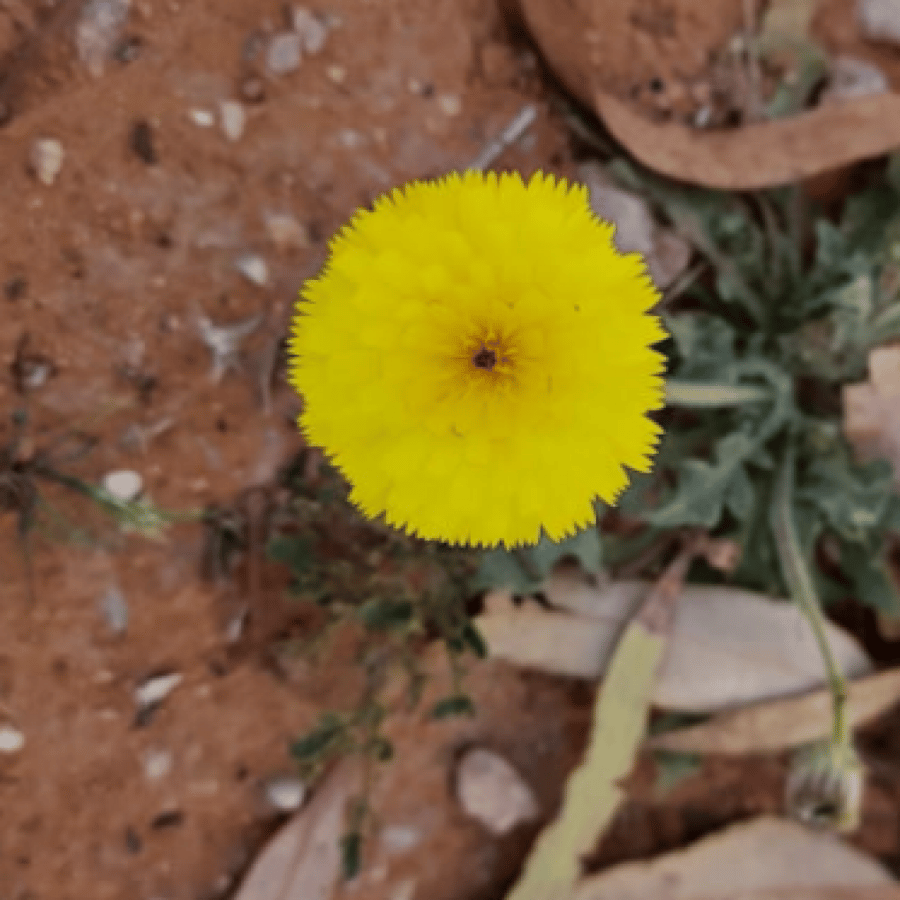 بذور زهرة الحوذان ( Picris babylonica )