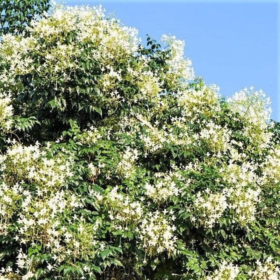 بذور ملنجتونيا العطرية ( Millingtonia Hortensis )