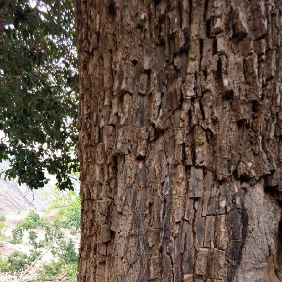بذور شجرة اللبخ العملاق النادرة Mimusops laurifolia