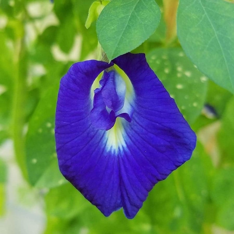 بذور متسلقة الشاي الأزرق ( Clitoria ternatea )