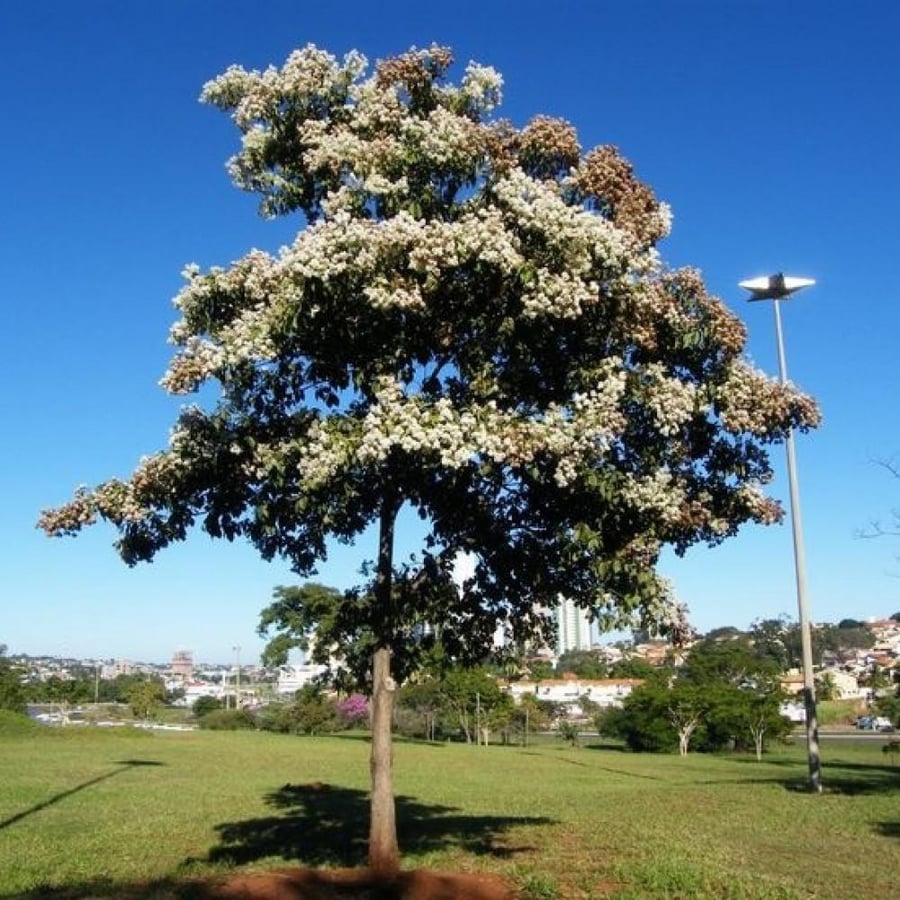 بذور شجرة كورديا البيضاء Cordia alliodora