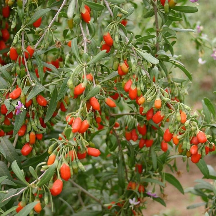 بذور توت الغوجي الصيني ( Lycium chinense )