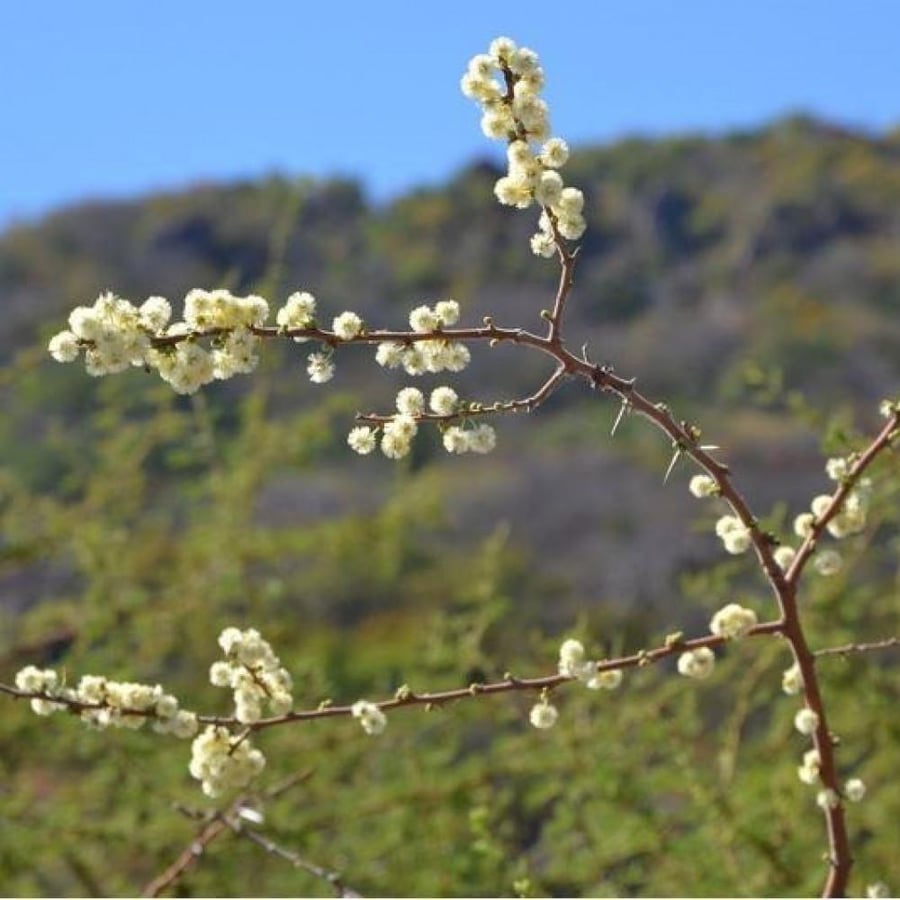 بذور الطلح الافريقي - الاشبهان - رديانا ( Acacia raddiana )